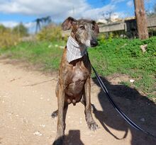 HUGO, Hund, Galgo Español in Italien - Bild 4