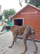 HUGO, Hund, Galgo Español in Italien - Bild 5