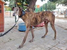 HUGO, Hund, Galgo Español in Italien - Bild 6