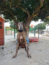 HUGO, Hund, Galgo Español in Italien - Bild 7