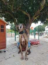 HUGO, Hund, Galgo Español in Italien - Bild 8