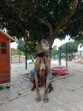 HUGO, Hund, Galgo Español in Italien - Bild 9