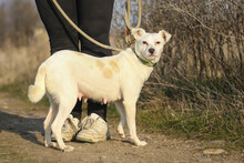 TWILA, Hund, Mischlingshund in Rumänien - Bild 2