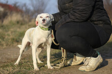 TWILA, Hund, Mischlingshund in Rumänien - Bild 3