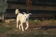 TWILA, Hund, Mischlingshund in Rumänien - Bild 7