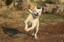 TWILA, Hund, Mischlingshund in Rumänien - Bild 8