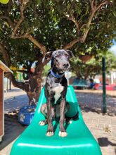 PLUTO, Hund, Mischlingshund in Portugal - Bild 7