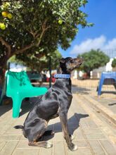 PLUTO, Hund, Mischlingshund in Portugal - Bild 8