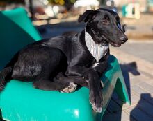 PUMA, Hund, Mischlingshund in Portugal - Bild 10