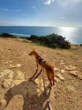 RIO, Hund, Mischlingshund in Portugal - Bild 1