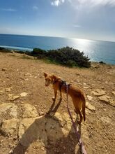 RIO, Hund, Mischlingshund in Portugal - Bild 2