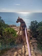 RIO, Hund, Mischlingshund in Portugal - Bild 4