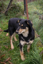 JANA, Hund, Mischlingshund in Kroatien - Bild 5