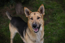 BASTI, Hund, Deutscher Schäferhund-Mix in Kroatien - Bild 1