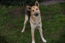 BASTI, Hund, Deutscher Schäferhund-Mix in Kroatien - Bild 2