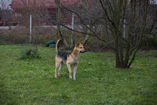 BASTI, Hund, Deutscher Schäferhund-Mix in Kroatien - Bild 3