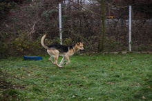 BASTI, Hund, Deutscher Schäferhund-Mix in Kroatien - Bild 4