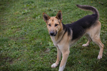 BASTI, Hund, Deutscher Schäferhund-Mix in Kroatien - Bild 5