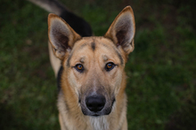 BASTI, Hund, Deutscher Schäferhund-Mix in Kroatien - Bild 6