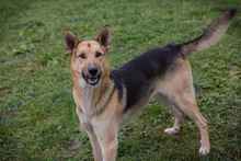 BASTI, Hund, Deutscher Schäferhund-Mix in Kroatien - Bild 7