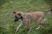 SAMAYA, Hund, Mischlingshund in Kroatien - Bild 7