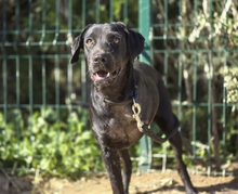 PINA, Hund, Mischlingshund in Spanien