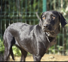 PINA, Hund, Mischlingshund in Spanien - Bild 2