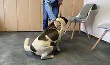 FOLTI, Hund, Mischlingshund in Ungarn - Bild 2