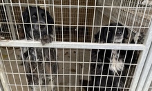 MORZSI, Hund, Mischlingshund in Ungarn - Bild 7