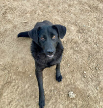 ALLISTAIR, Hund, Mischlingshund in Rumänien - Bild 2