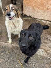 ALLISTAIR, Hund, Mischlingshund in Rumänien - Bild 8