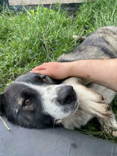 ZILLA, Hund, Mischlingshund in Rumänien