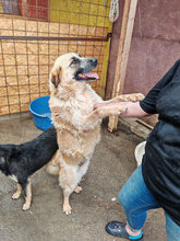 ENYA, Hund, Mischlingshund in Rumänien - Bild 2