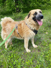 ENYA, Hund, Mischlingshund in Jürgenshagen