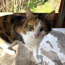 CALIDA, Katze, Europäisch Kurzhaar in Bellheim
