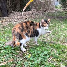 CALIDA, Katze, Europäisch Kurzhaar in Bellheim - Bild 12