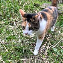 CALIDA, Katze, Europäisch Kurzhaar in Bellheim - Bild 13