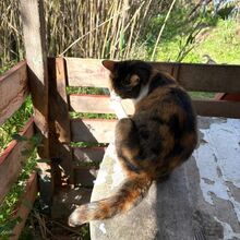 CALIDA, Katze, Europäisch Kurzhaar in Bellheim - Bild 14