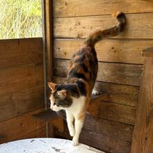CALIDA, Katze, Europäisch Kurzhaar in Bellheim - Bild 15