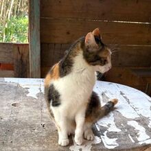 CALIDA, Katze, Europäisch Kurzhaar in Bellheim - Bild 16