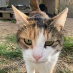CALIDA, Katze, Europäisch Kurzhaar in Bellheim - Bild 2