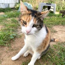 CALIDA, Katze, Europäisch Kurzhaar in Bellheim - Bild 3
