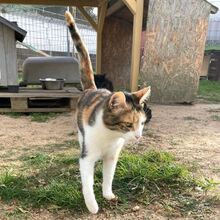 CALIDA, Katze, Europäisch Kurzhaar in Bellheim - Bild 4