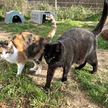 CALIDA, Katze, Europäisch Kurzhaar in Bellheim - Bild 6