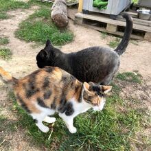 CALIDA, Katze, Europäisch Kurzhaar in Bellheim - Bild 7