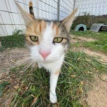 CALIDA, Katze, Europäisch Kurzhaar in Bellheim - Bild 8