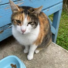 CALIDA, Katze, Europäisch Kurzhaar in Bellheim - Bild 9