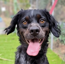 HUNT, Hund, Bretonischer Spaniel-Mix in Spanien - Bild 1