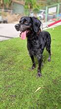 HUNT, Hund, Bretonischer Spaniel-Mix in Spanien - Bild 2