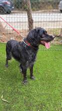 HUNT, Hund, Bretonischer Spaniel-Mix in Spanien - Bild 3